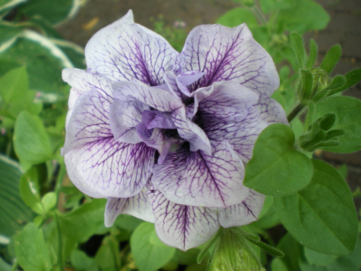 Петуния гибридная - фото 4