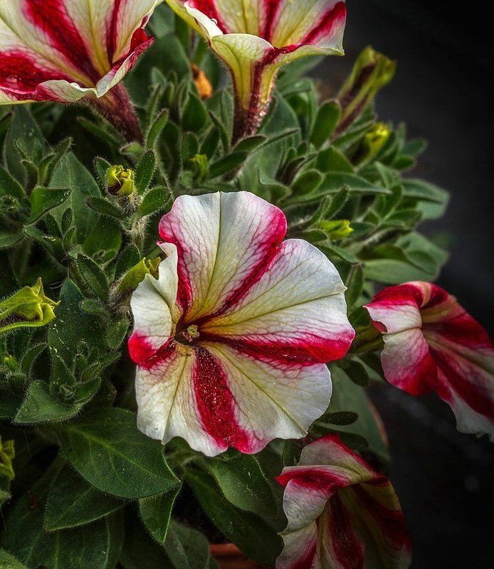 Петуния гибридная - фото 3