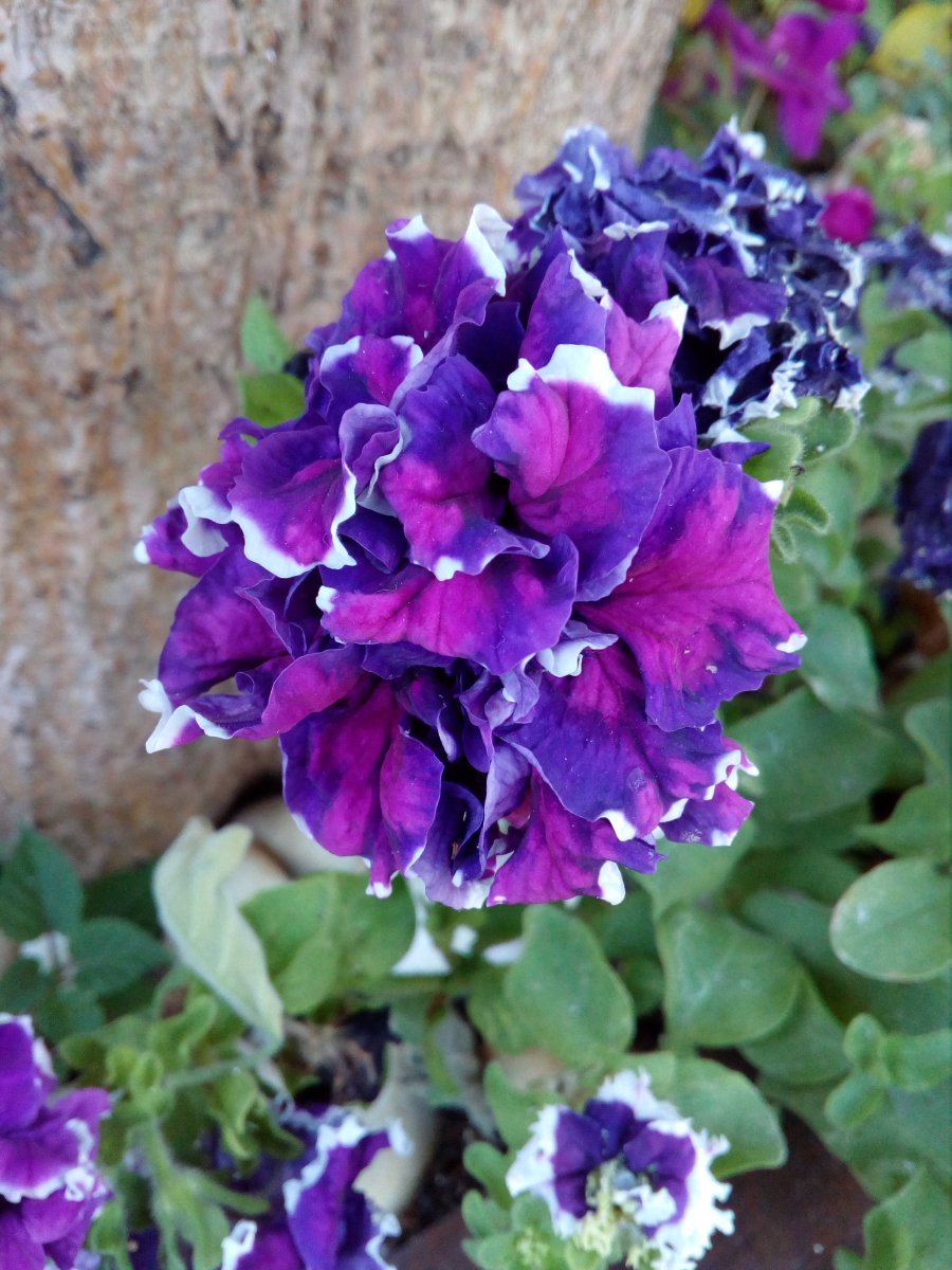 Петуния гибридная - фото 7