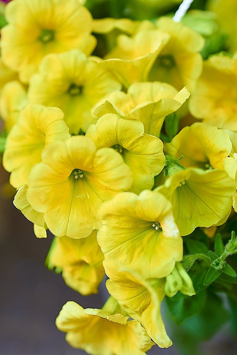 Петуния гибридная - фото 9