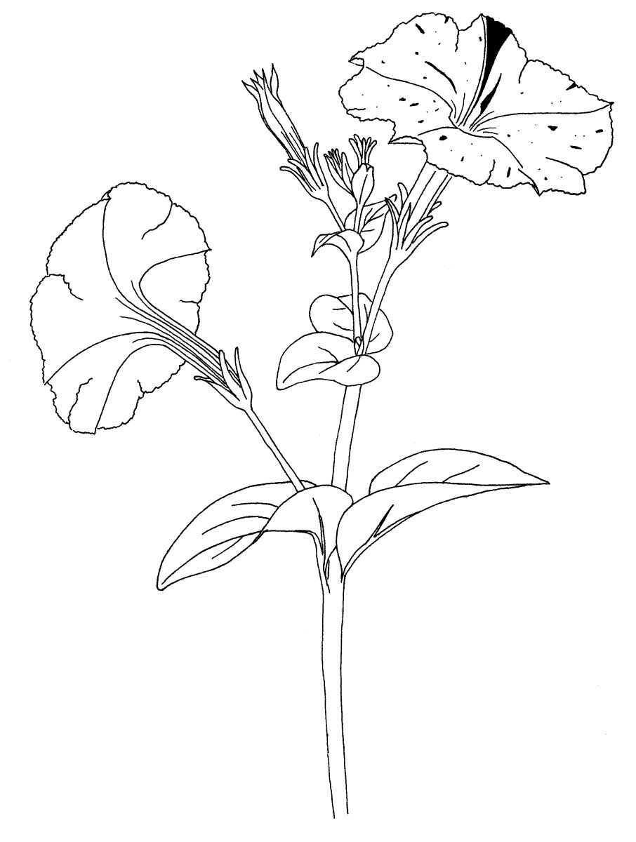 Петуния гибридная - фото 8