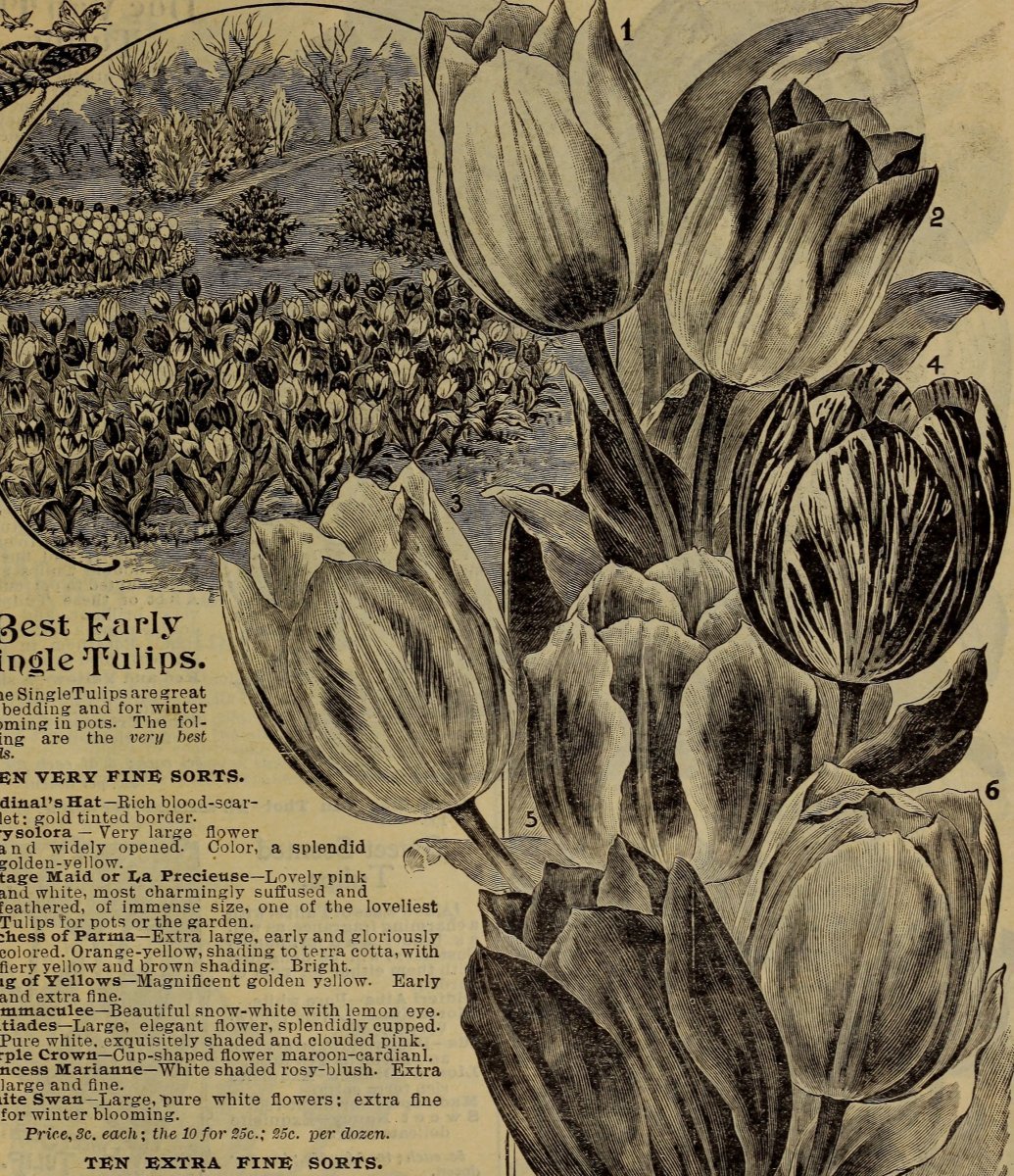 Тюльпан Елоу Краун Триумф - фото 8