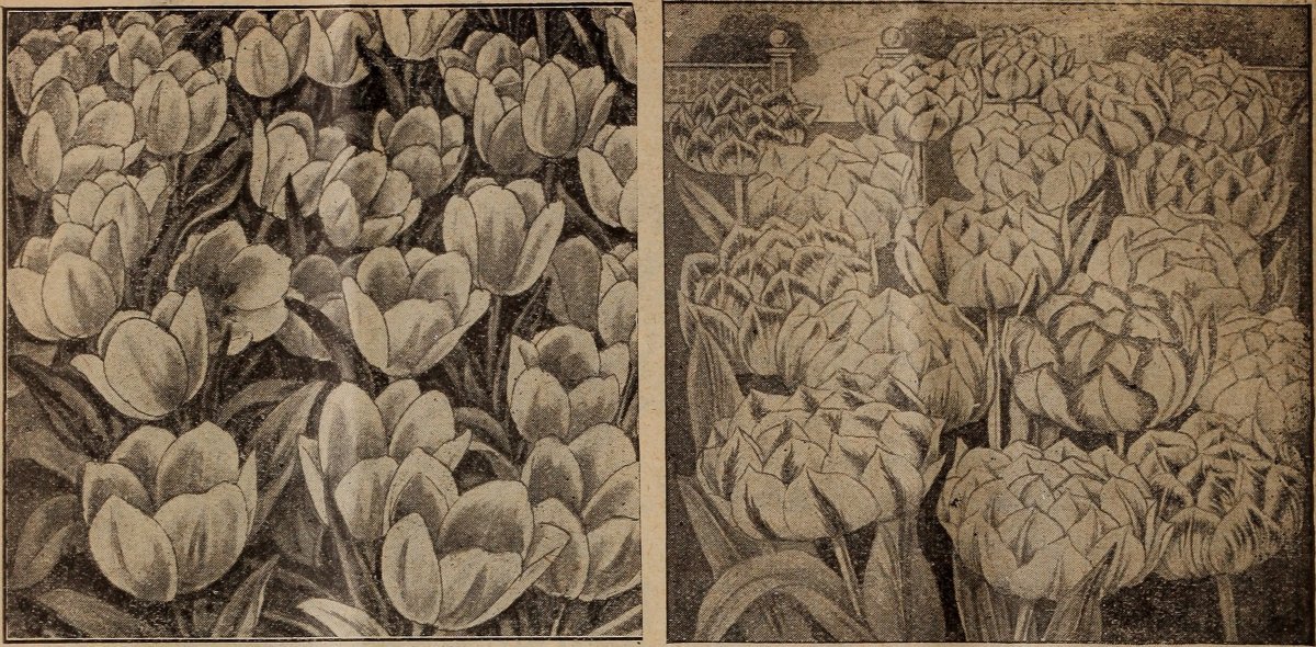 Тюльпан Елоу Краун Триумф - фото 9