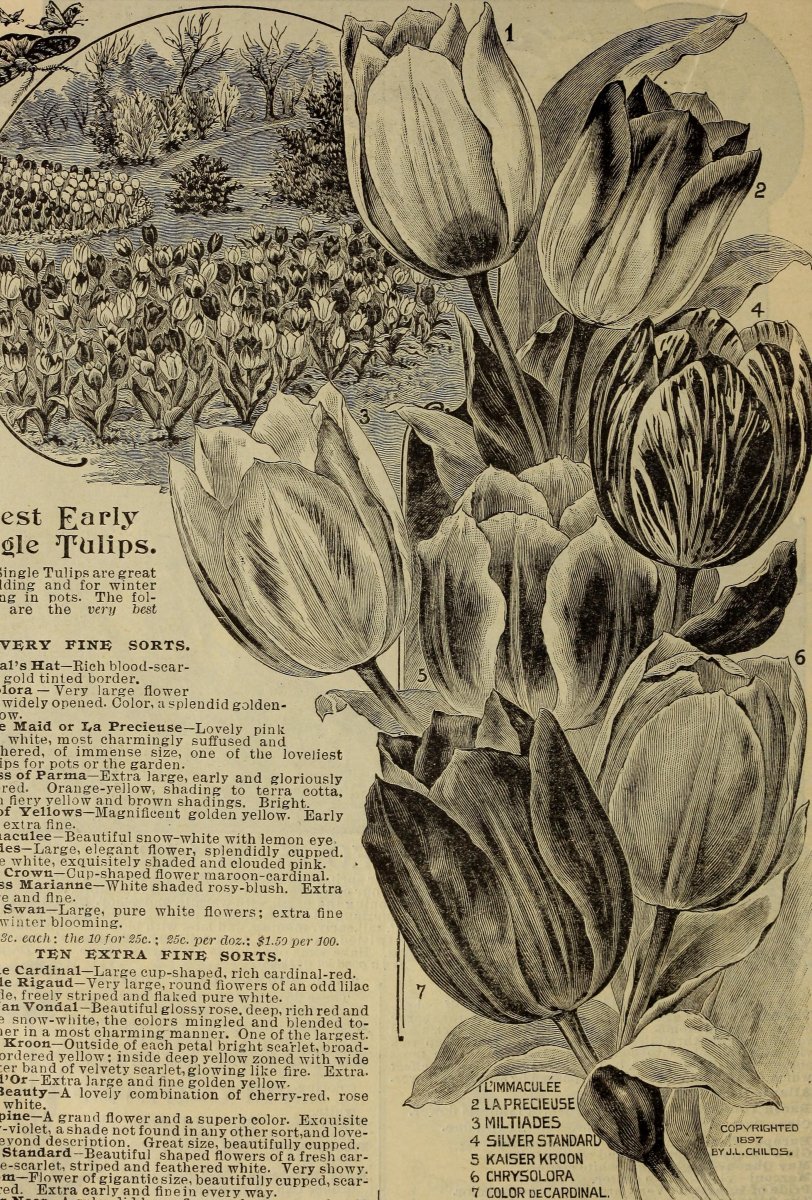 Тюльпан Елоу Краун Триумф - фото 6