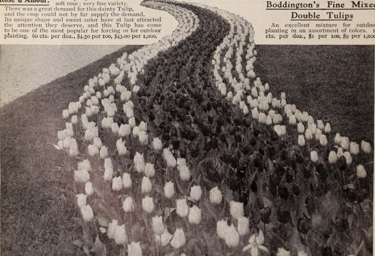 Тюльпан Елоу Краун Триумф - фото 4