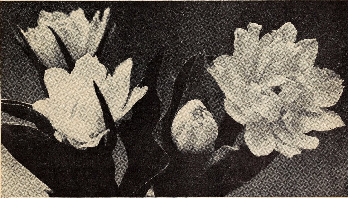 Тюльпан Елоу Краун Триумф - фото 5