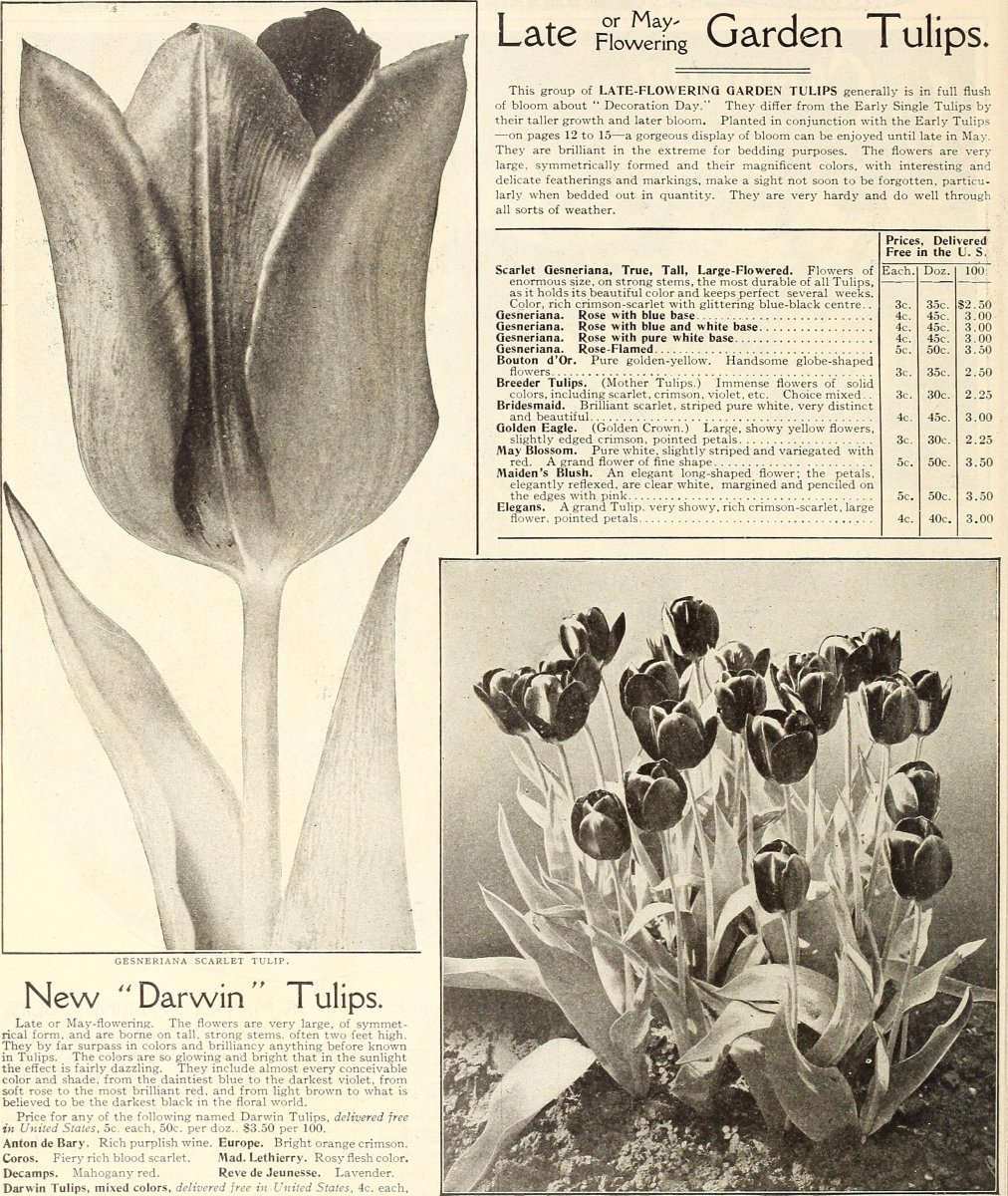 Тюльпан Елоу Краун Триумф - фото 3