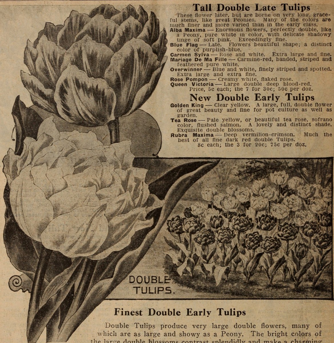 Тюльпан Елоу Краун Триумф - фото 10