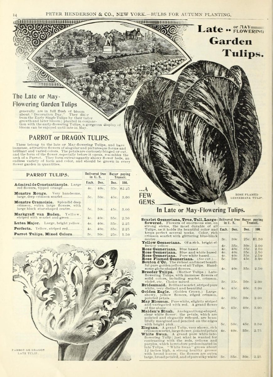 Тюльпан Елоу Краун Триумф