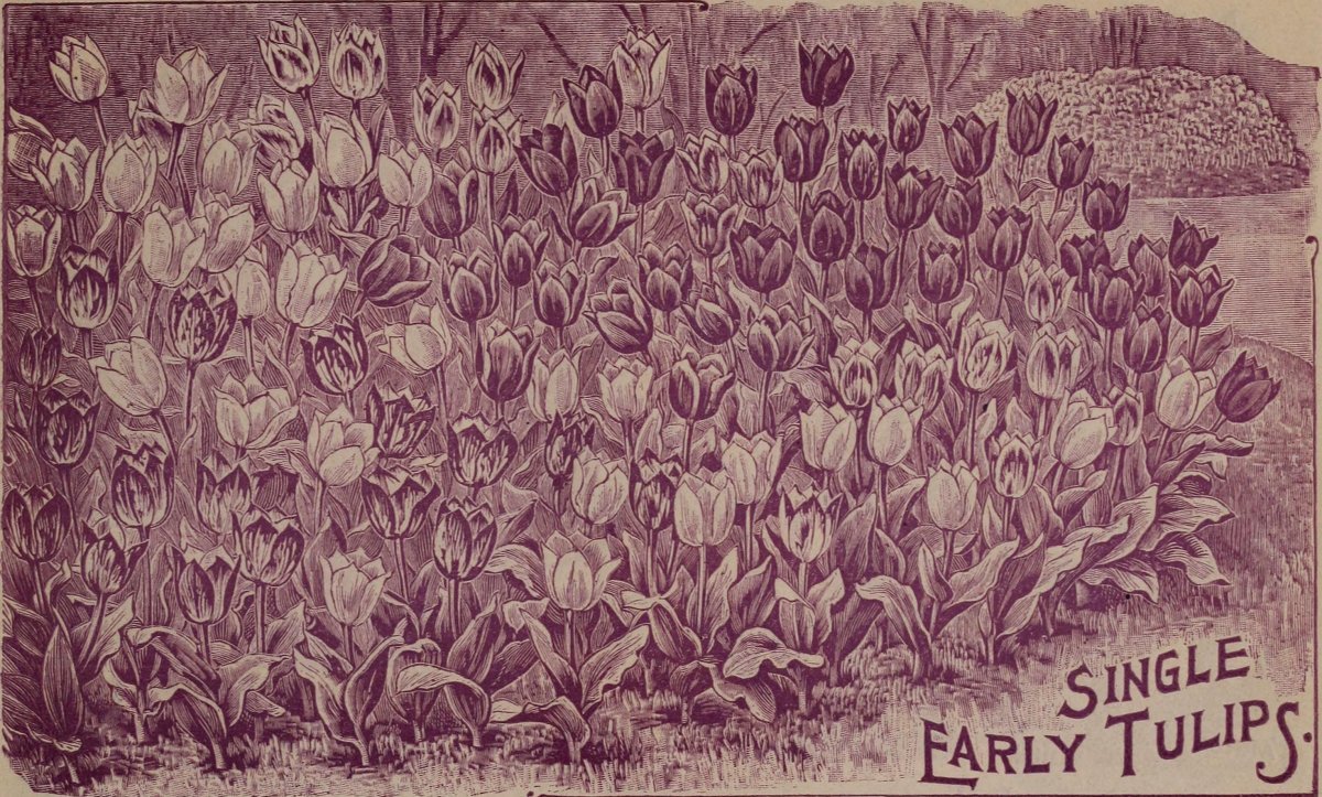 Тюльпан Елоу Краун Триумф - фото 7