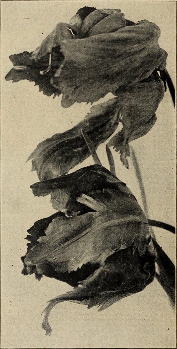 Тюльпаны бахромчатые микс - фото 4