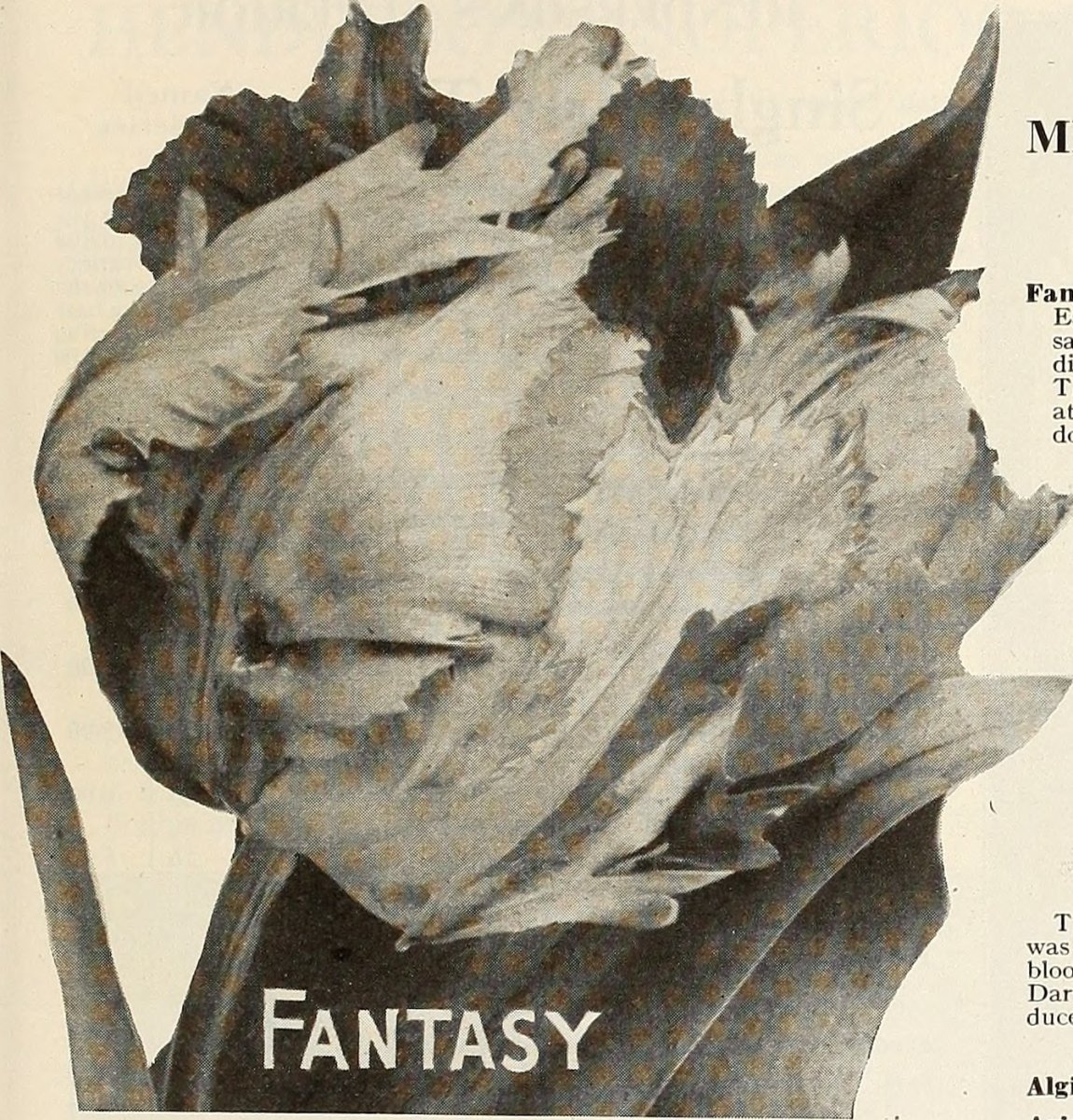 Тюльпаны бахромчатые микс