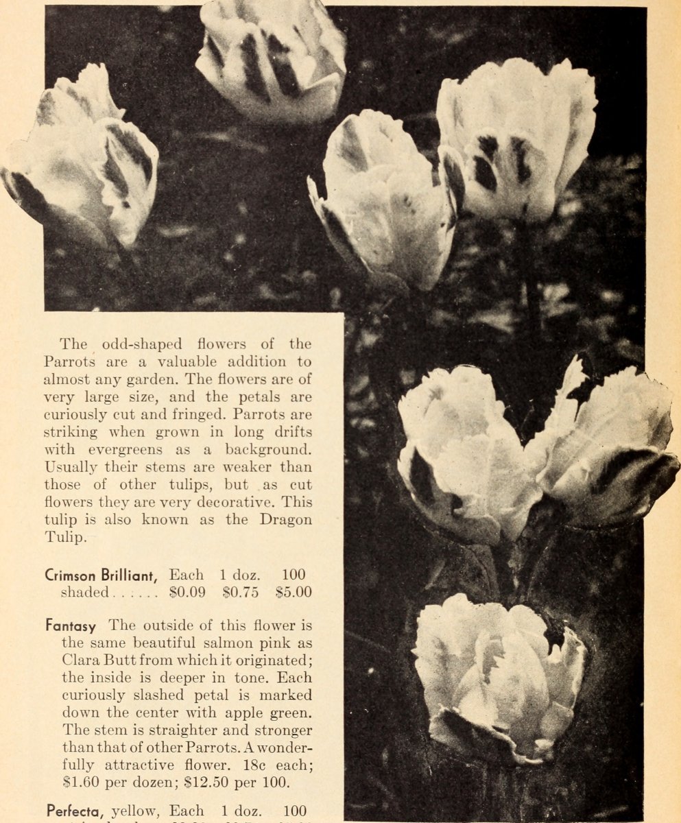 Тюльпаны бахромчатые микс - фото 7