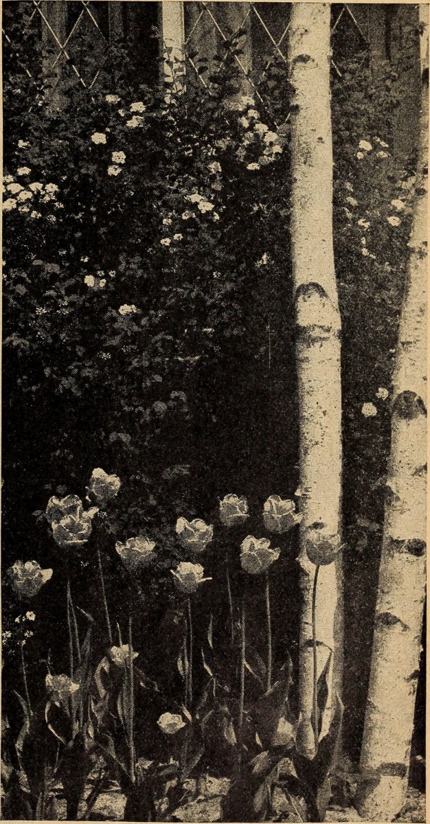 Тюльпаны бахромчатые микс - фото 8