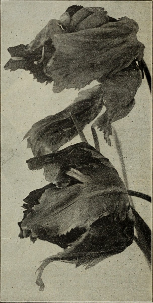 Тюльпаны бахромчатые микс - фото 5