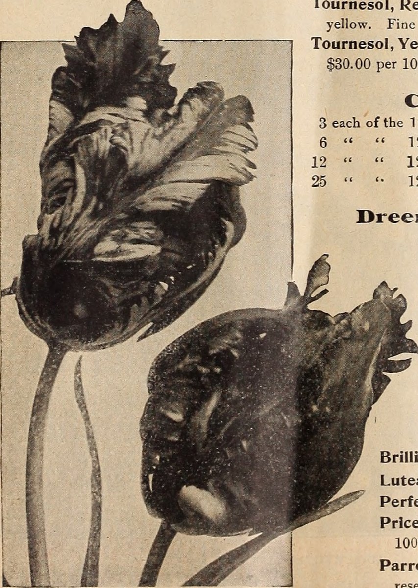 Тюльпаны бахромчатые микс - фото 9