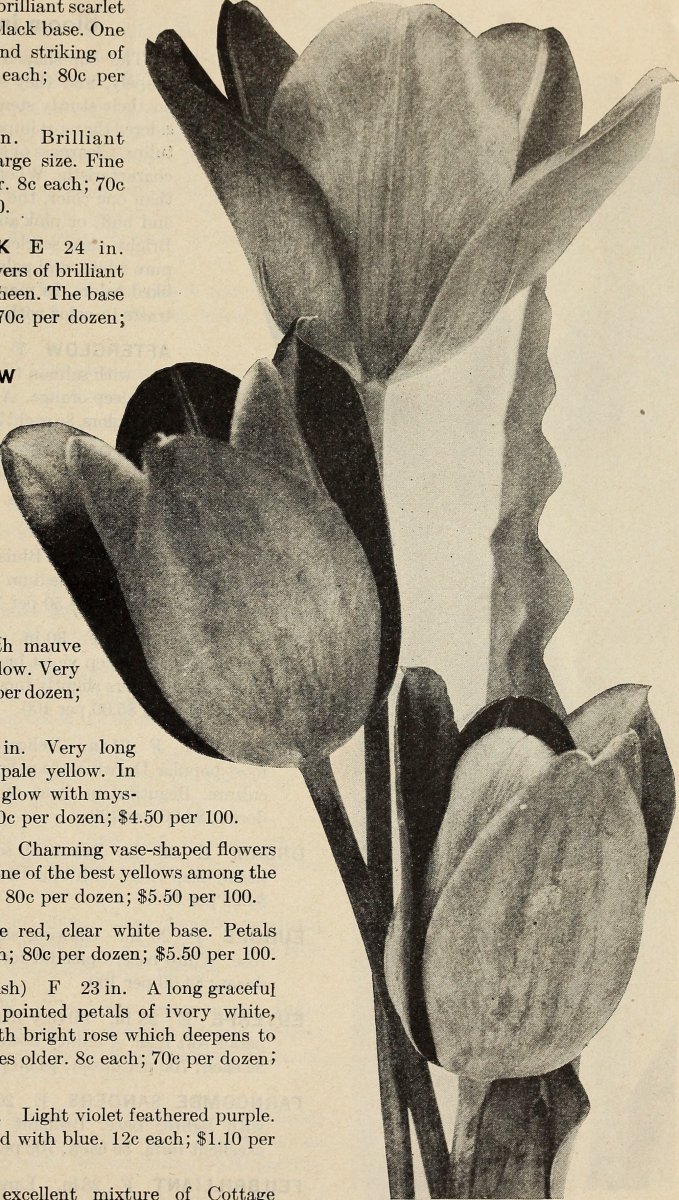 Тюльпаны бахромчатые микс - фото 6