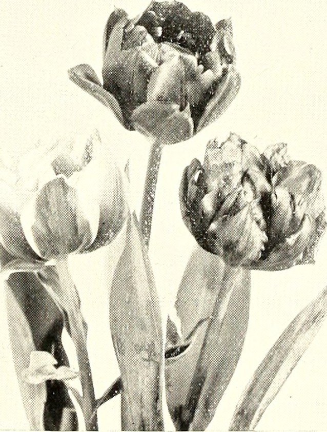 Тюльпаны МИКС зеленоцветные - фото 2