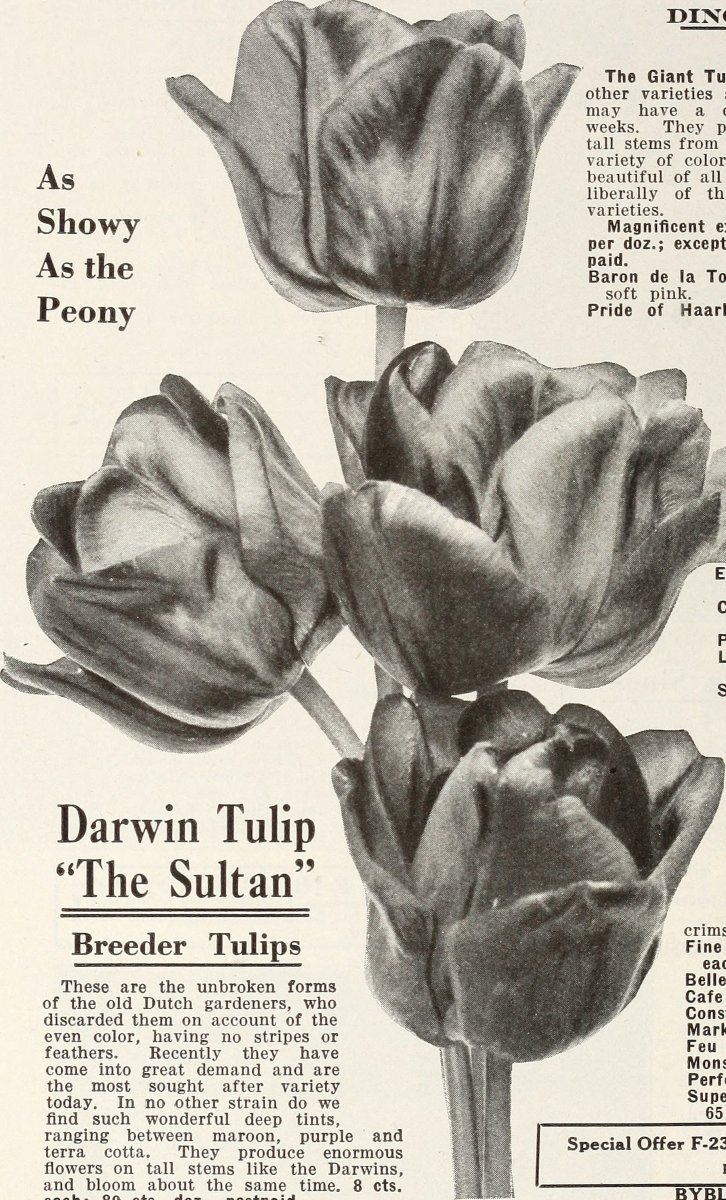 Тюльпаны МИКС зеленоцветные