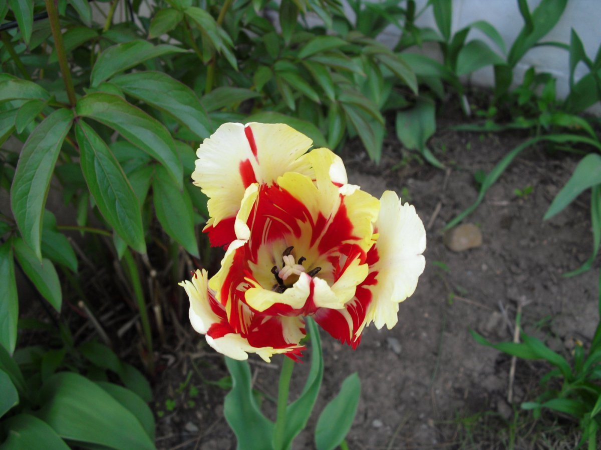 Тюльпаны попугайные МИКС