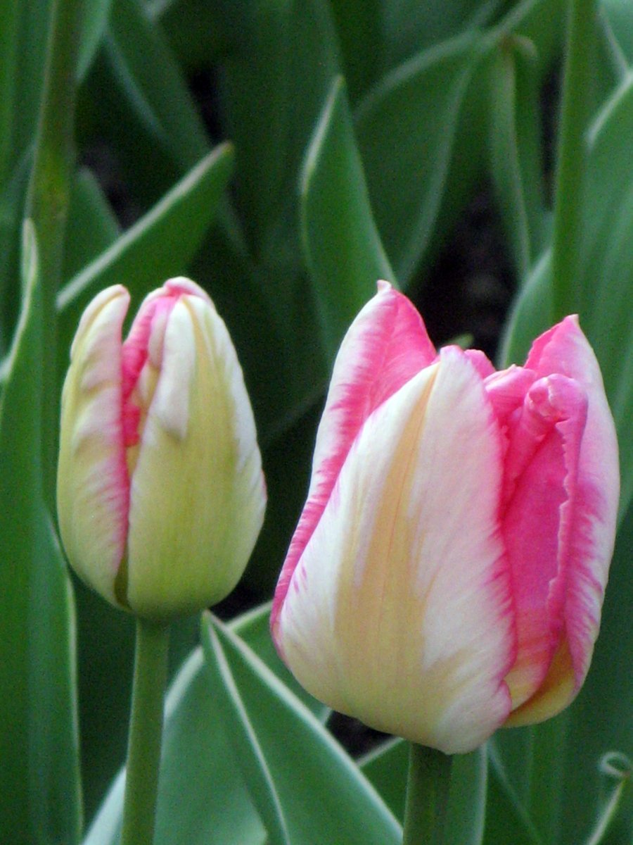 Тюльпаны попугайные МИКС - фото 3