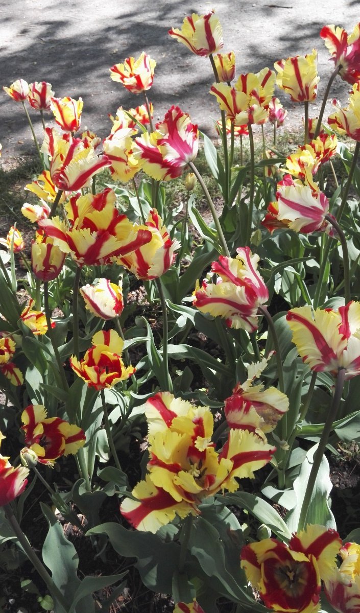 Тюльпаны попугайные МИКС - фото 4