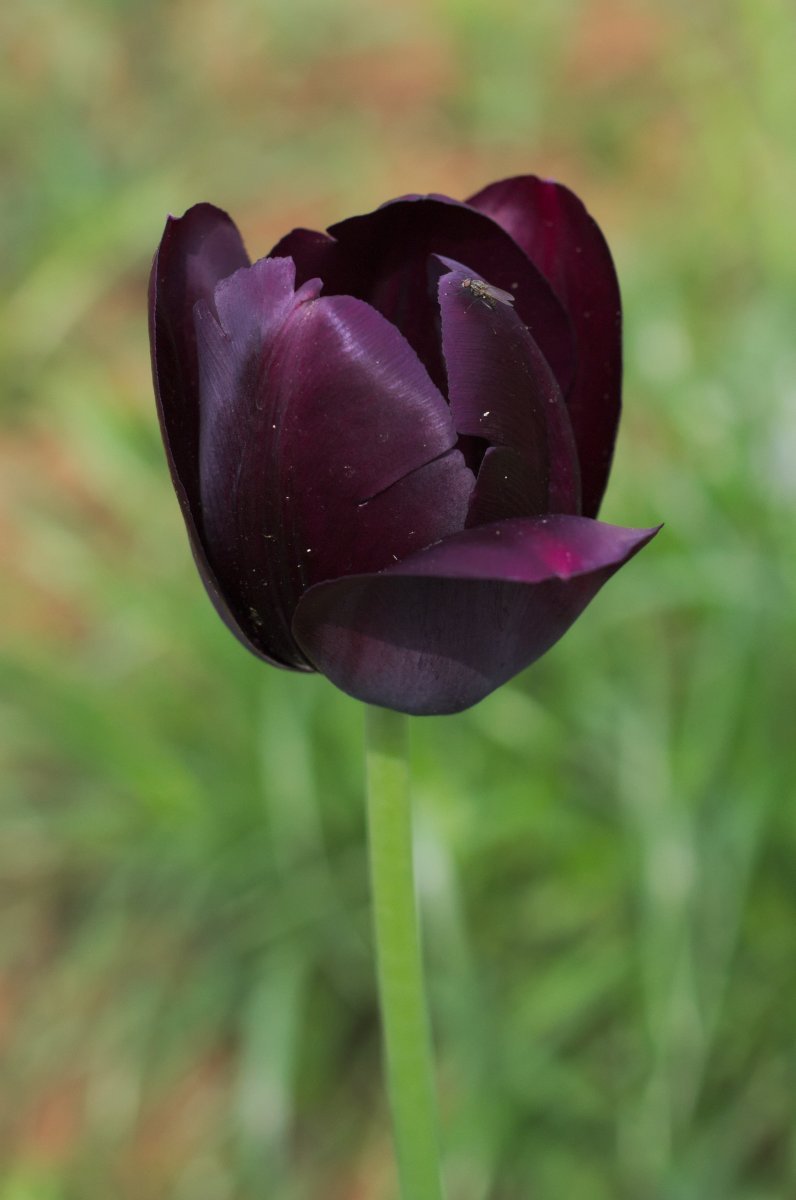 Тюльпан Квин оф Найт простой поздний - фото 4