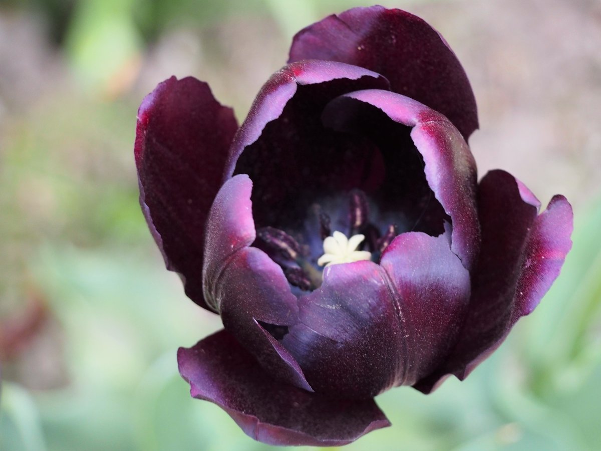 Тюльпан Квин оф Найт простой поздний - фото 8