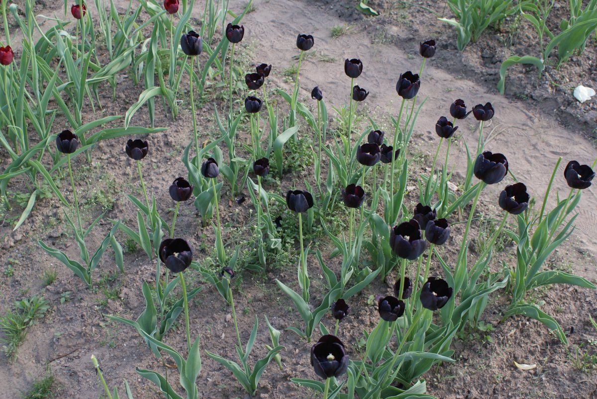 Тюльпан Квин оф Найт простой поздний - фото 9
