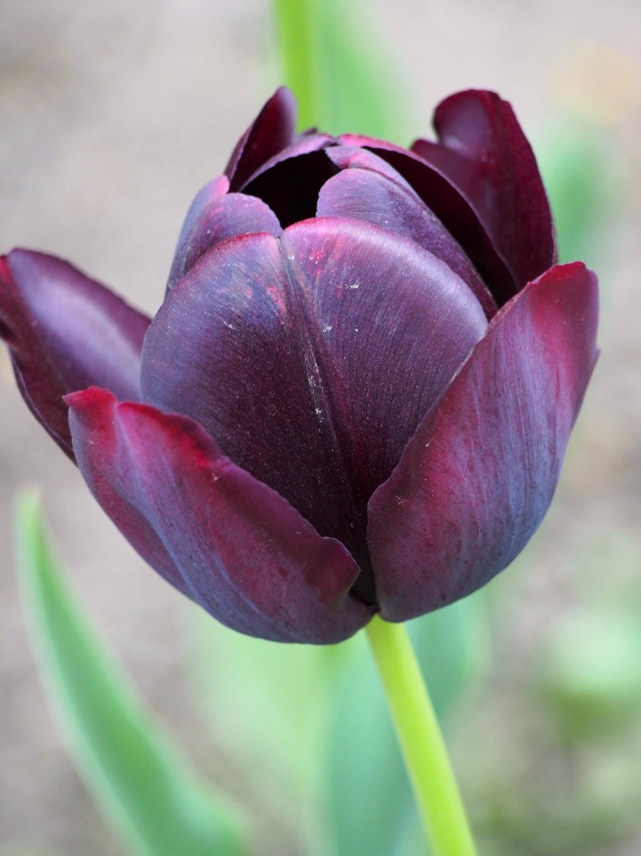 Тюльпан Квин оф Найт простой поздний - фото 6