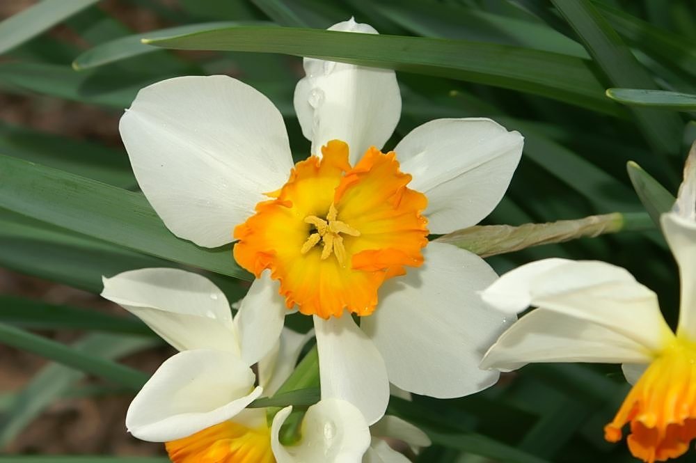 Нарцисс Флаер махровый - фото 2