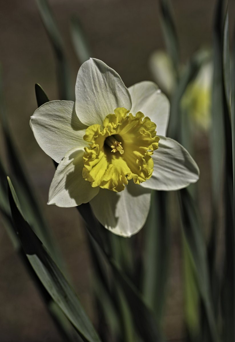 Нарцисс Принтал гофрир.коронка - фото 6