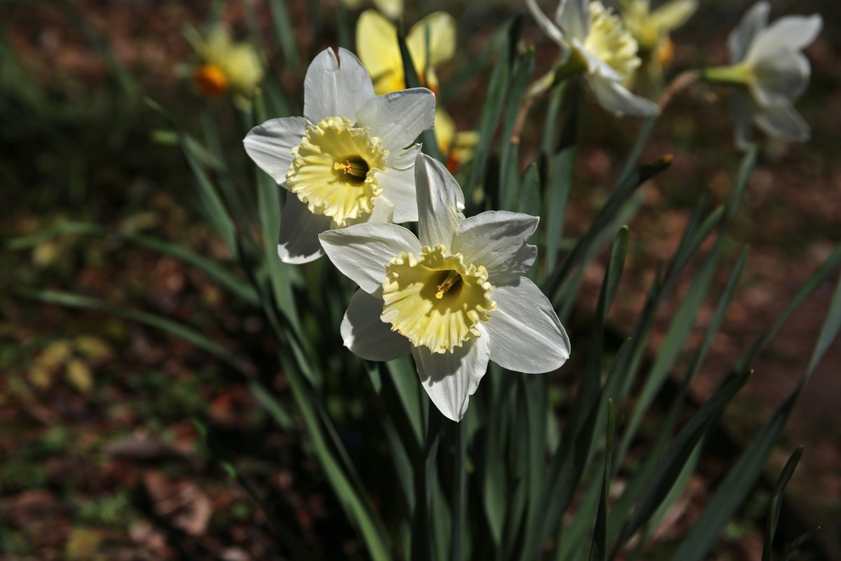 Нарцисс Принтал гофрир.коронка - фото 9