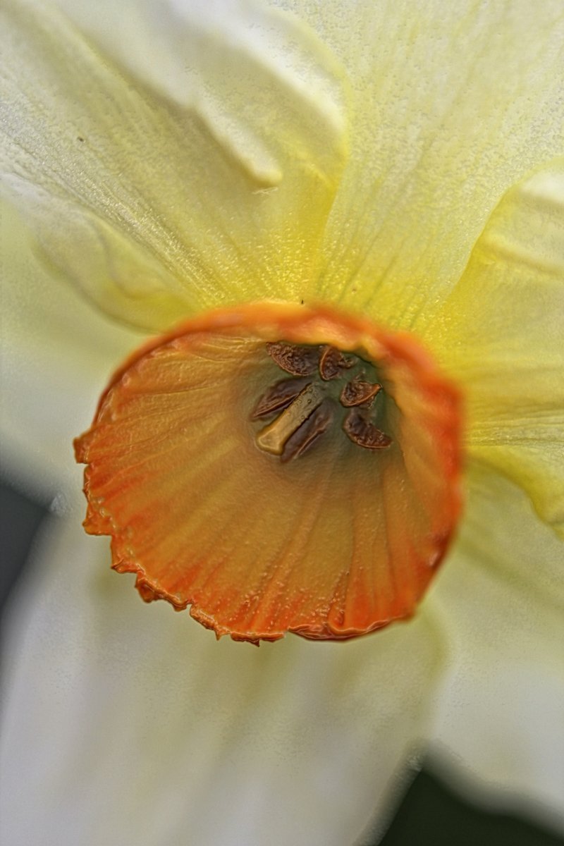 Нарцисс Принтал гофрир.коронка - фото 5