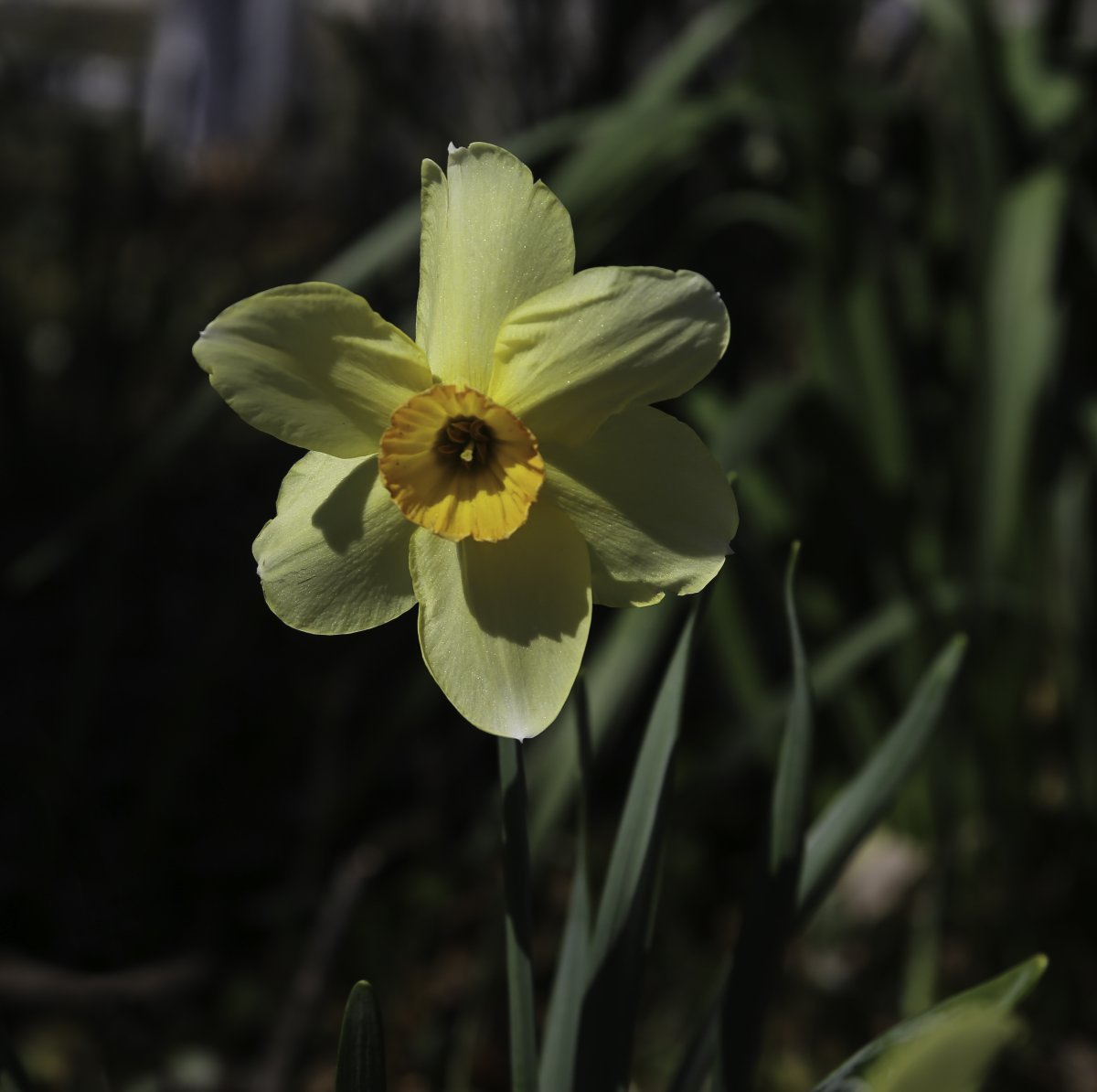 Нарцисс Принтал гофрир.коронка - фото 3