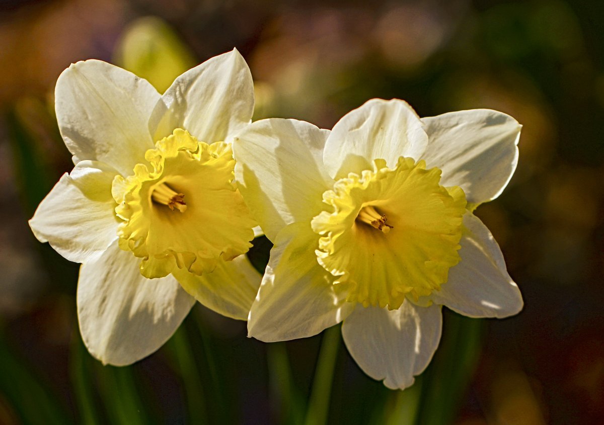 Нарцисс Принтал гофрир.коронка - фото 7