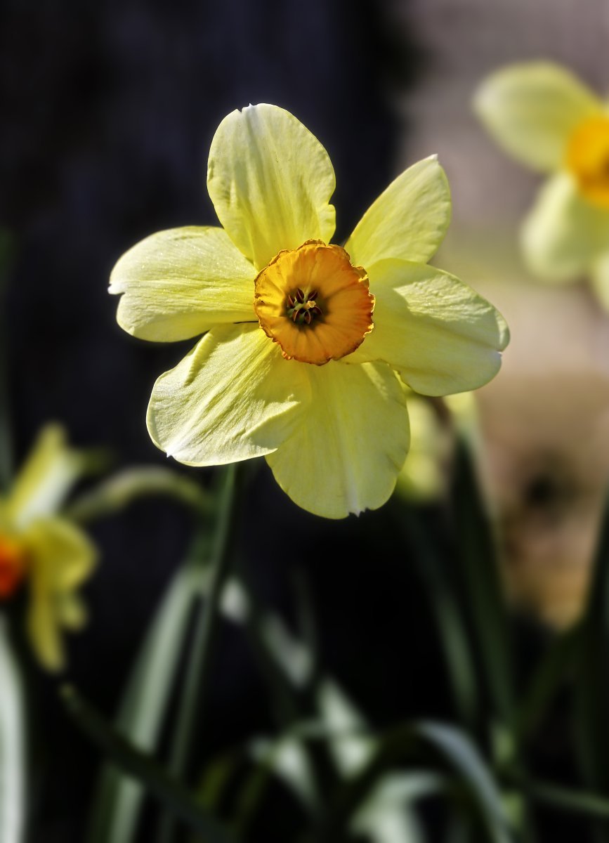 Нарцисс Принтал гофрир.коронка - фото 2