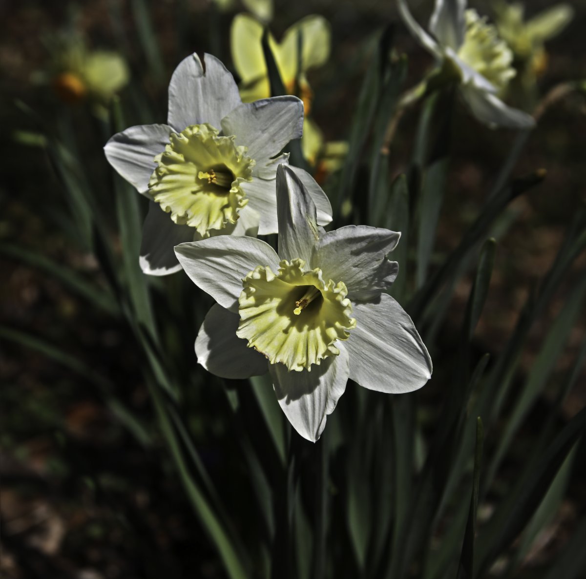 Нарцисс Принтал гофрир.коронка - фото 8