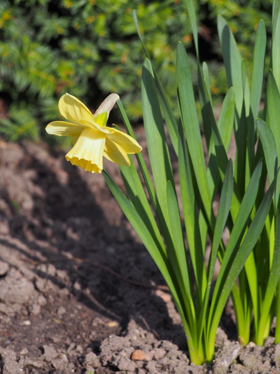 Нарцисс Авалон крупнокорончатый - фото 2