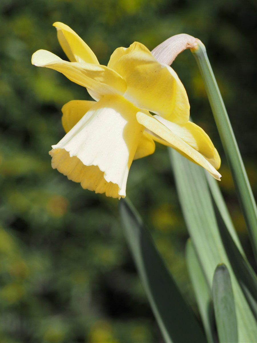 Нарцисс Авалон крупнокорончатый - фото 3