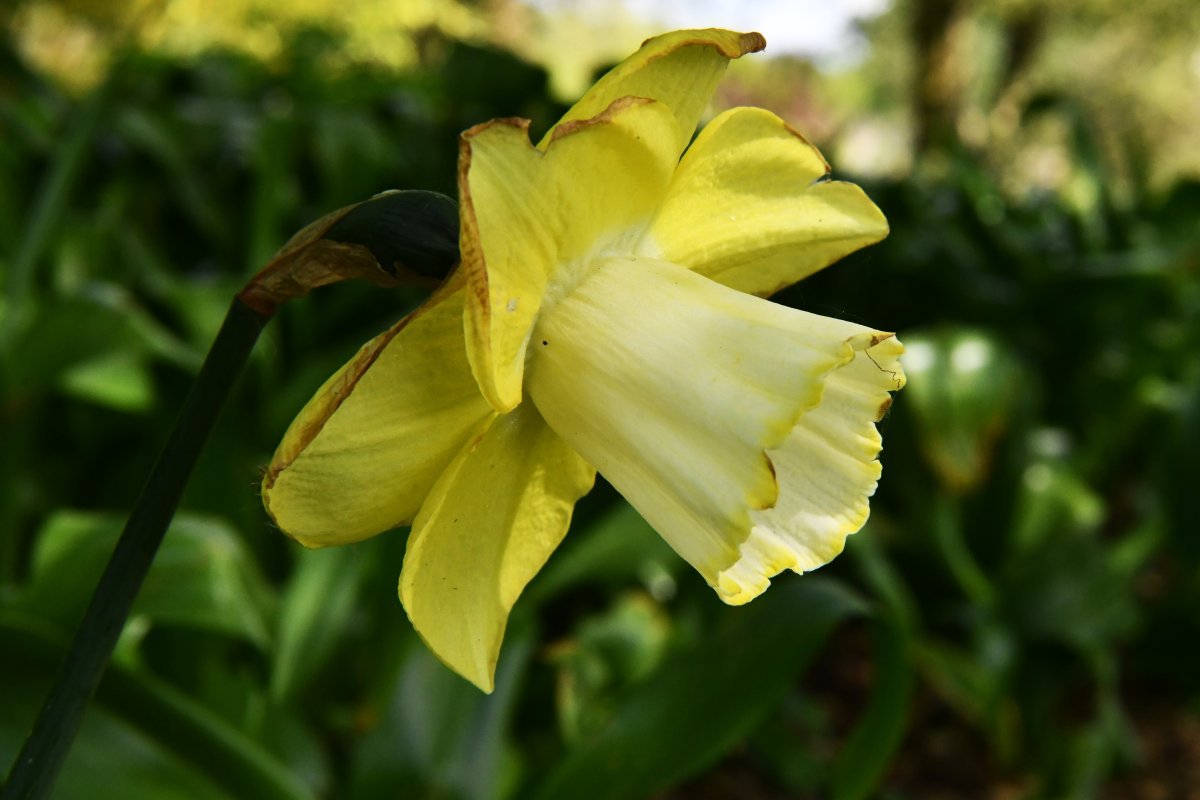 Нарцисс Авалон крупнокорончатый - фото 4