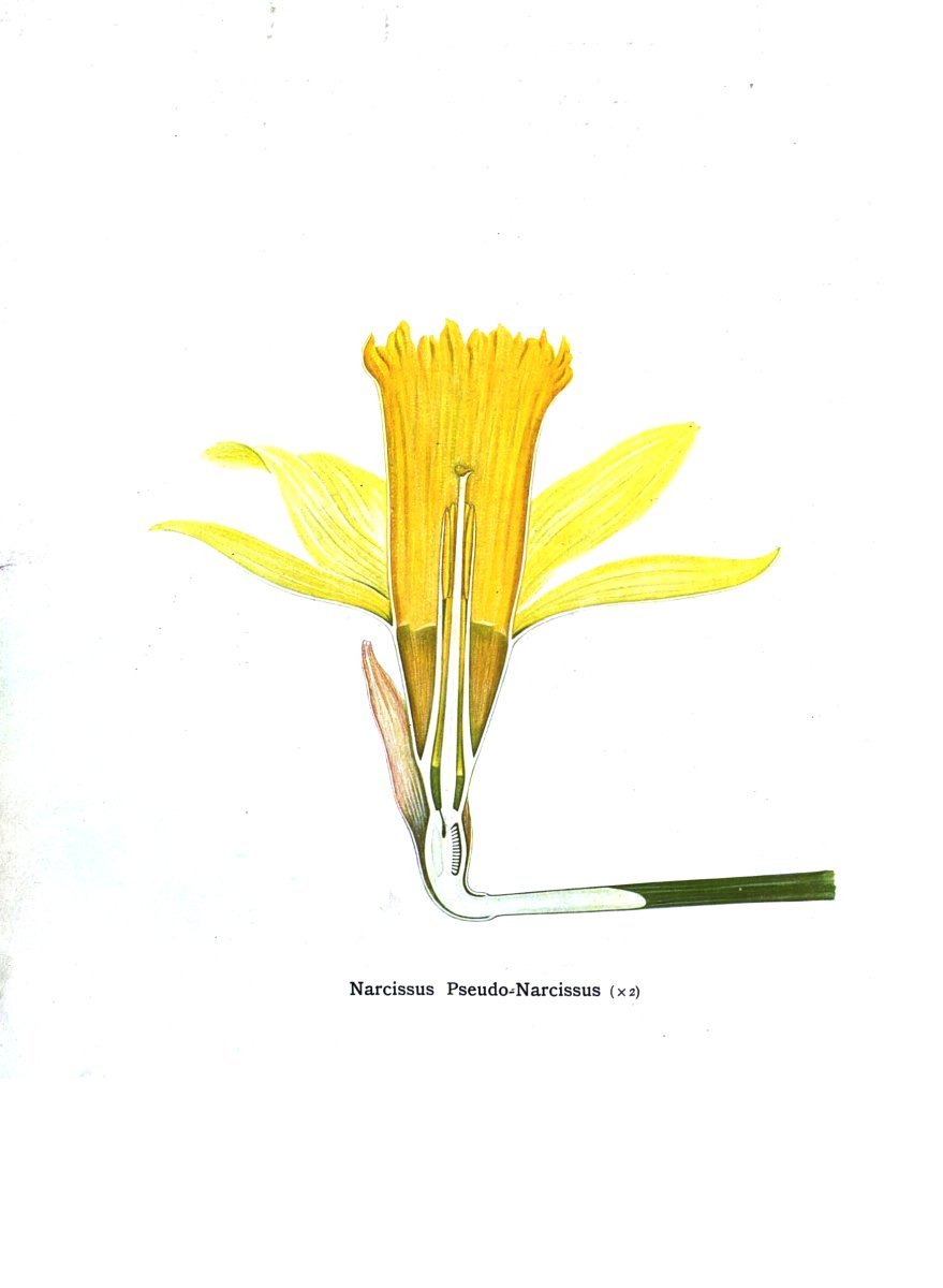 Нарцисс Саунд крупнокорончатый - фото 3