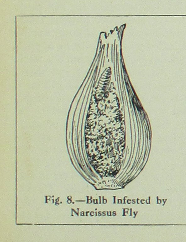 Нарцисс Саунд крупнокорончатый - фото 2