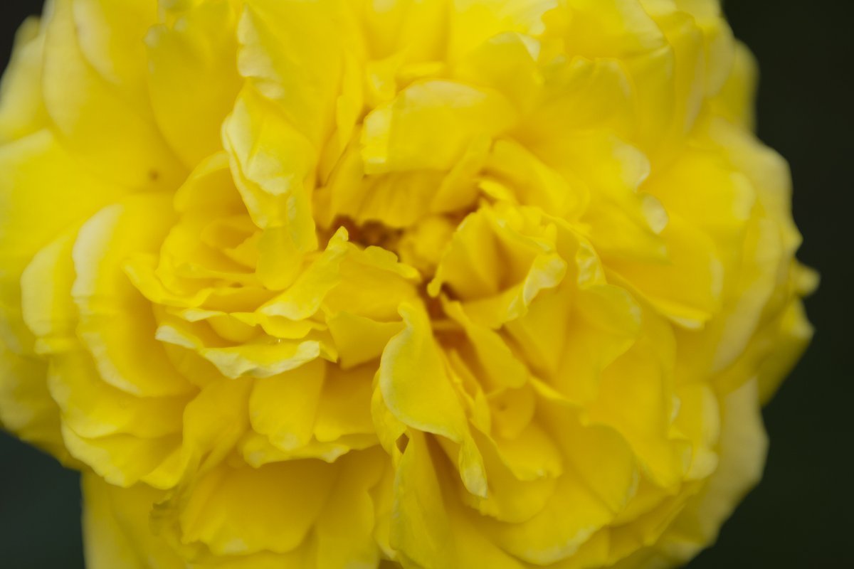 Нарцисс Истертайд махровый