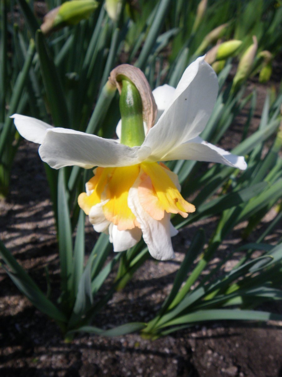 Нарцисс Реплит махровый - фото 2