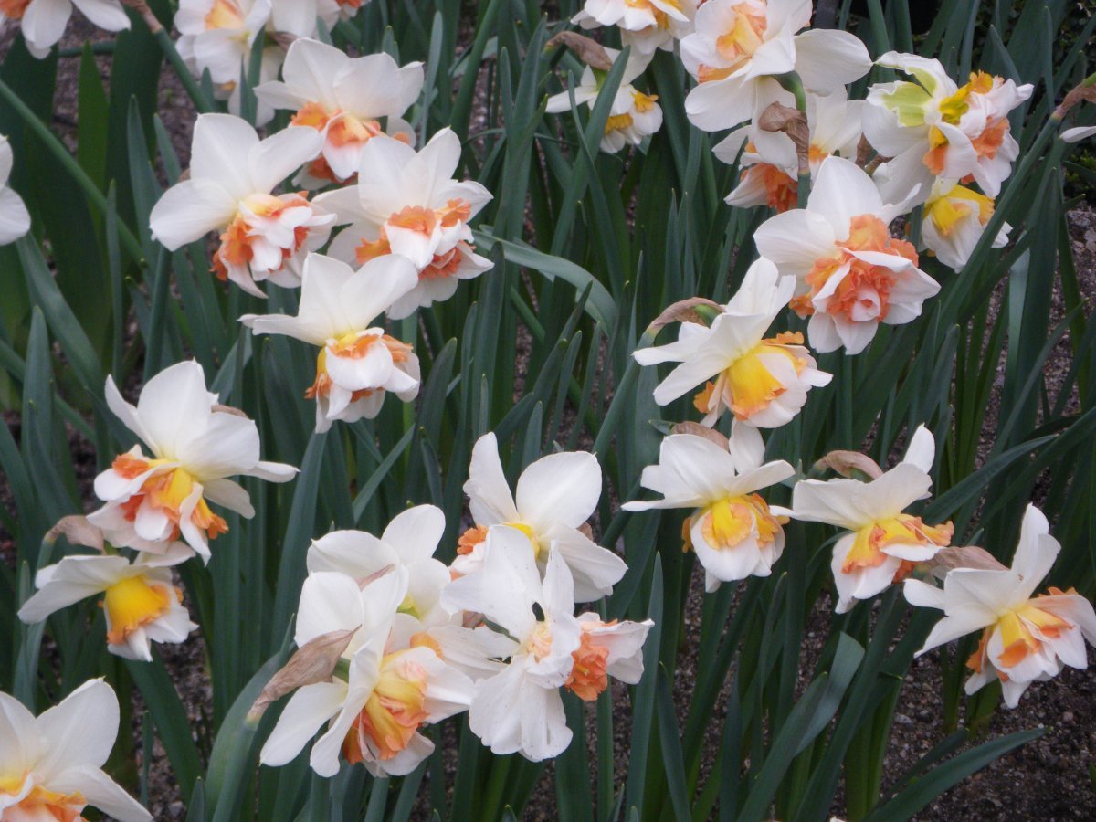 Нарцисс Реплит махровый - фото 4