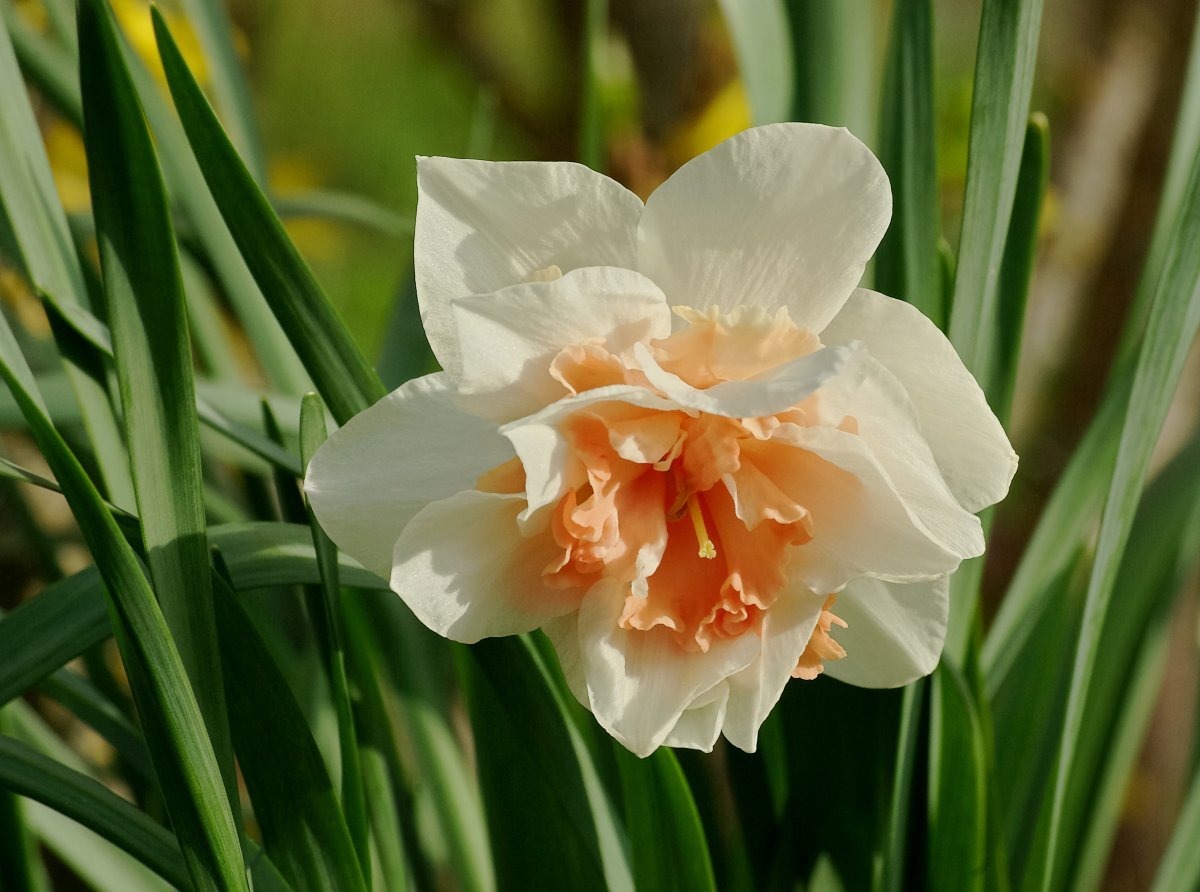 Нарцисс Реплит махровый