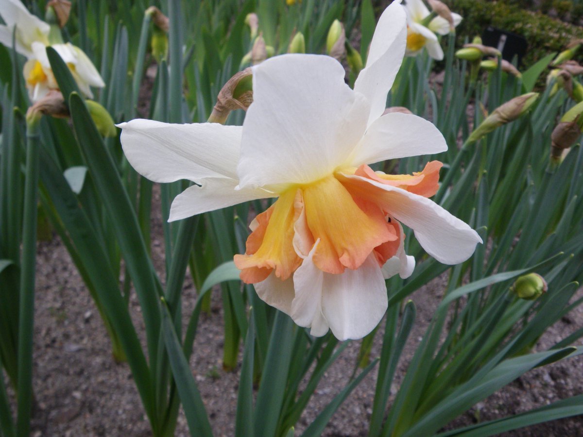 Нарцисс Реплит махровый - фото 3