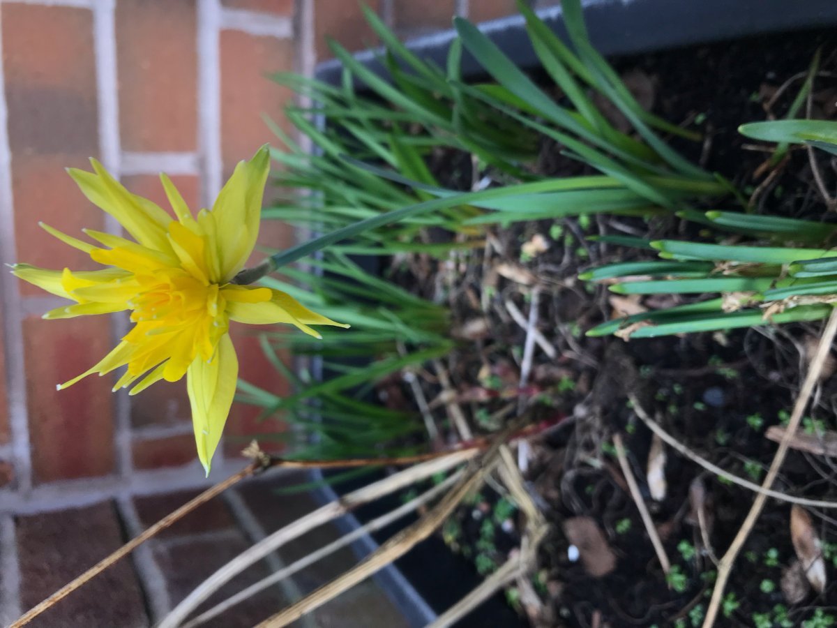 Нарцисс Рип Ван Винкл мини - фото 7