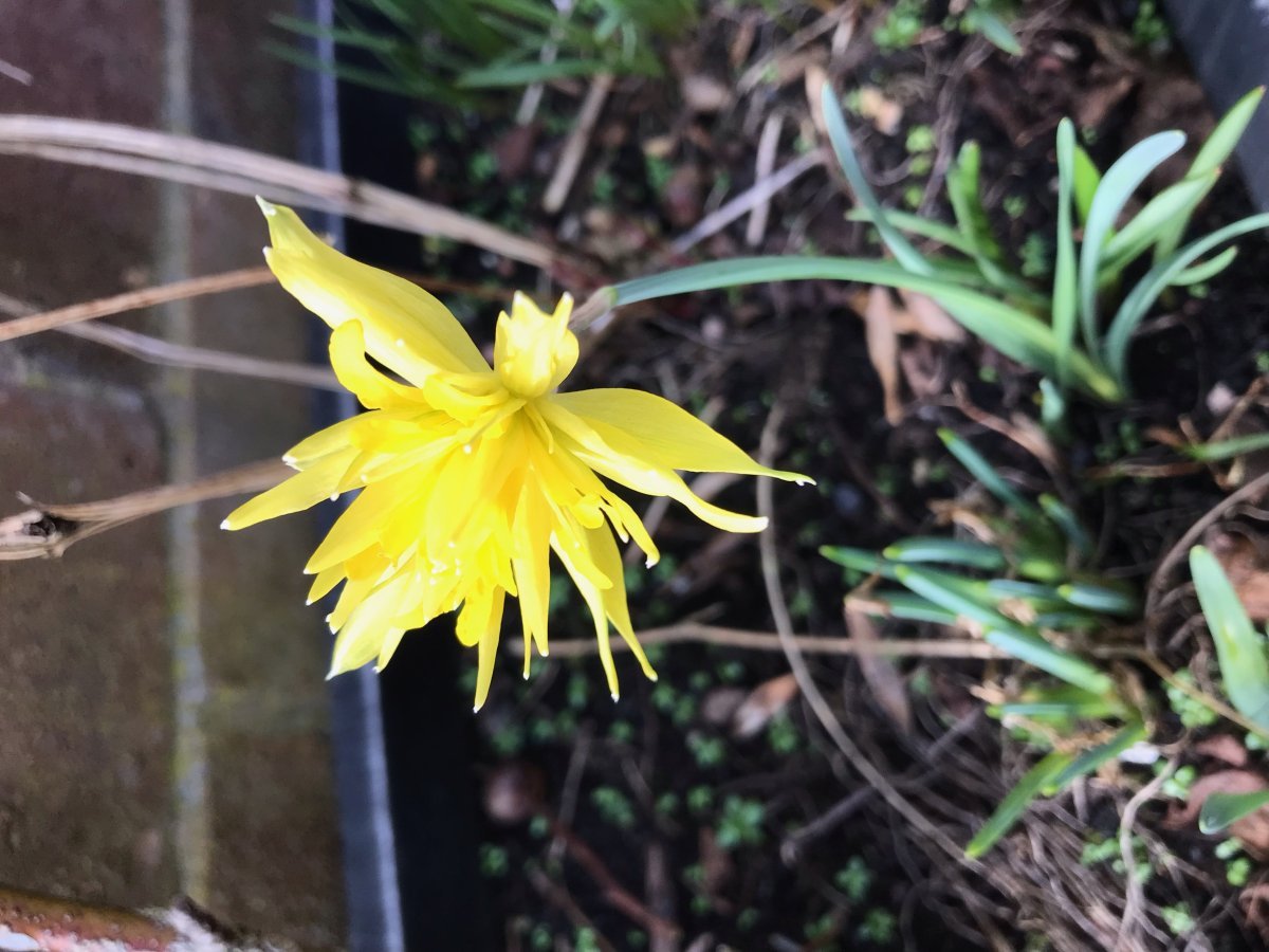 Нарцисс Рип Ван Винкл мини - фото 4